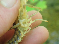 Faxonius indianensis