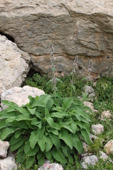 Stachys balansae
