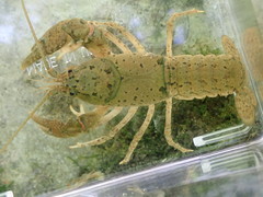 Cambarus tenebrosus