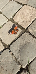 Aglais io