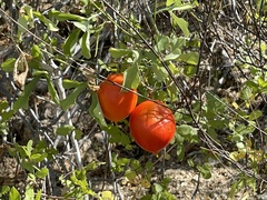 Ibervillea sonorae