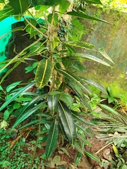 Codiaeum variegatum