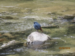 Phoenicurus fuliginosus