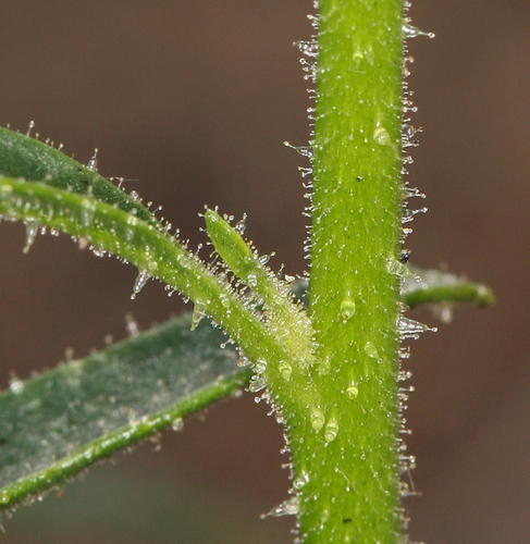 Coyote Tobacco (Nicotiana attenuata)