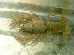 Cambarus tenebrosus