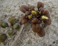 Gentianella saxosa