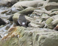 Phoenicurus fuliginosus