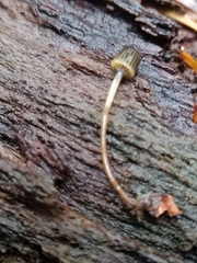Mycena picta