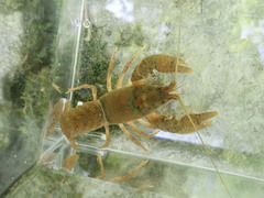 Cambarus tenebrosus