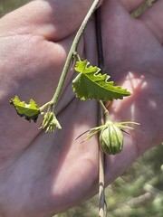 Hibiscus ribifolius