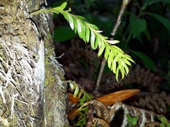 Tmesipteris sigmatifolia