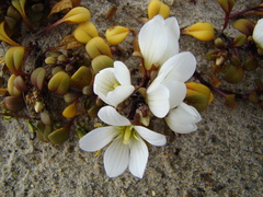 Gentianella saxosa