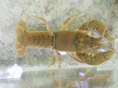 Cambarus tenebrosus