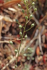 Camelina microcarpa