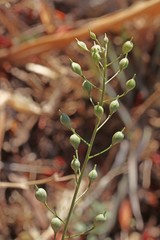 Camelina microcarpa