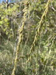 Bouteloua reflexa