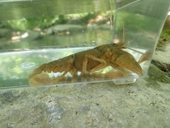 Cambarus tenebrosus