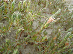 Pimelea lyallii