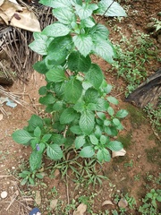 Stachytarpheta urticifolia