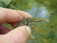 Cambarus tenebrosus