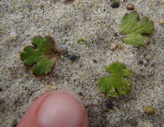 Ranunculus recens