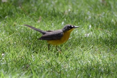 Basileuterus lachrymosus