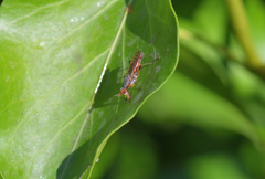 Dichetophora obliterata