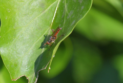Dichetophora obliterata