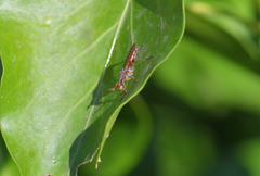 Dichetophora obliterata
