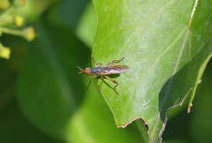 Dichetophora obliterata