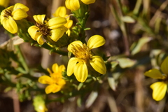 Columbiadoria hallii