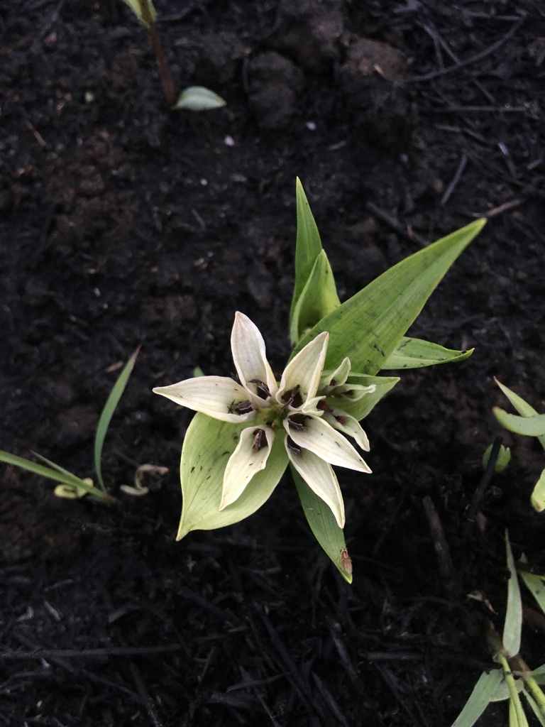 Colchicum decipiens