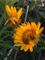 Berkheya insignis