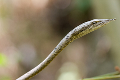 Ahaetulla sahyadrensis