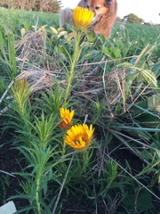 Berkheya insignis