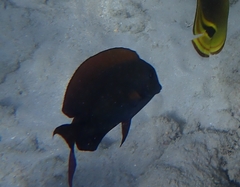 Acanthurus nigrofuscus