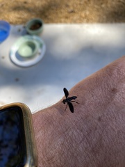 Trichopoda lanipes