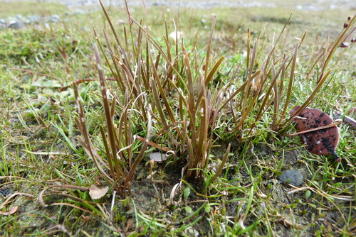 Carex talbotii, photograph 2