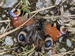 Aglais io