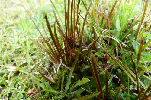 Carex talbotii, photograph 3