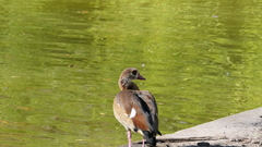 Alopochen aegyptiaca