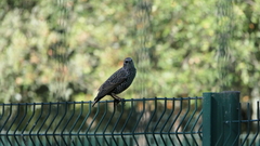Sturnus vulgaris