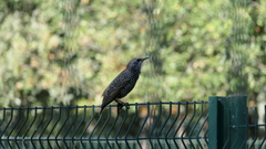 Sturnus vulgaris