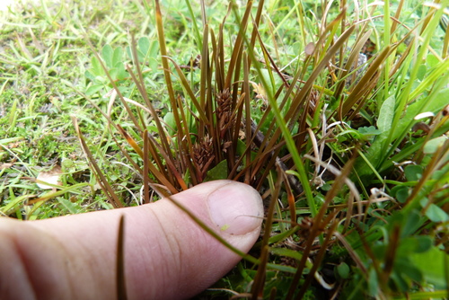Carex talbotii, photograph 4
