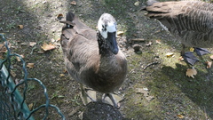 Anatidae