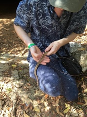 Tropidophis melanurus