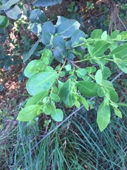 Azara integrifolia