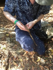 Tropidophis melanurus