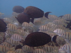 Acanthurus blochii