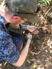 Tropidophis melanurus